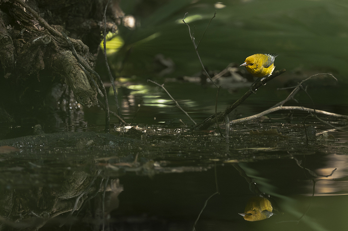 Protonotaria citrea 1 LG QRoo 09_25