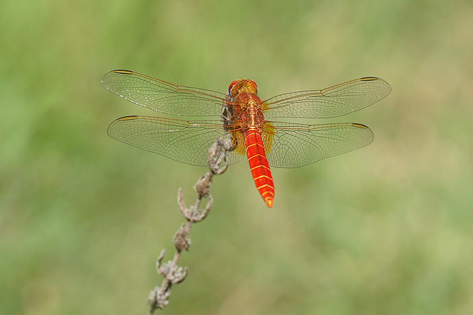 DSC02423fslargeodok - copia