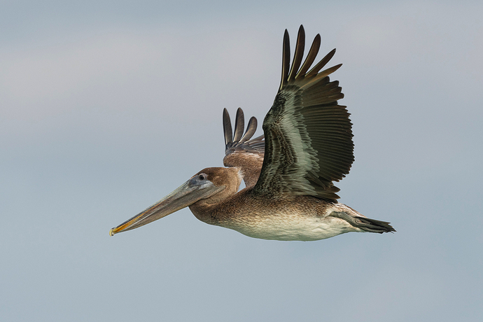 Pelecanus occidentalis 3 LG QRoo 11_25