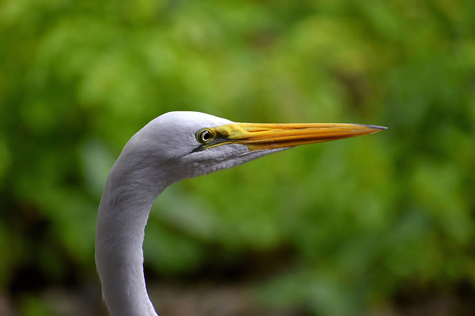 Garza Blanca