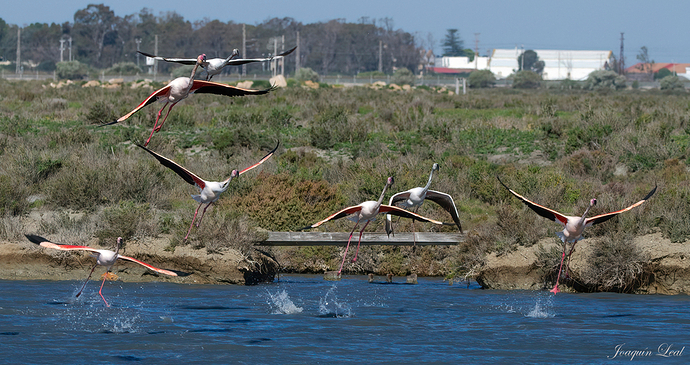 Vuelo de flamencos11