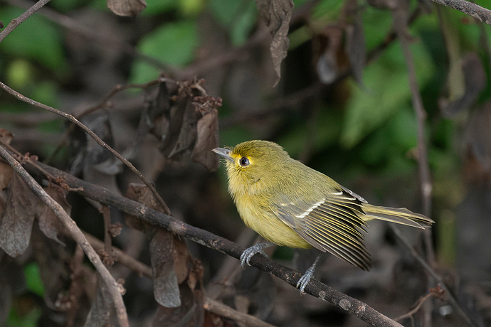 Vireo pallens 4 LG QRoo 01_26