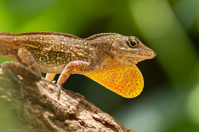 Anolis sagrei 2 LG QRoo 08_23