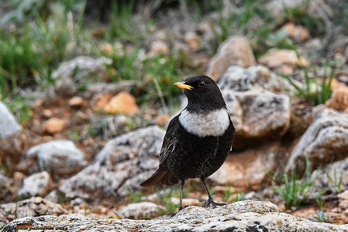 Mirlo capiblanco (Turdus torquatus)