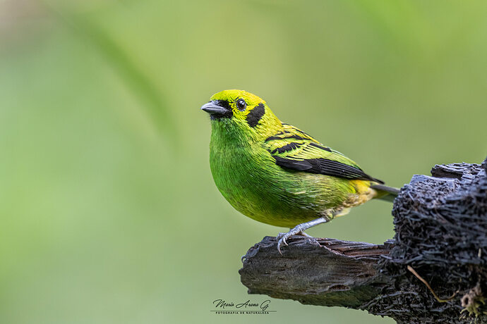Emerald-Tanager-2