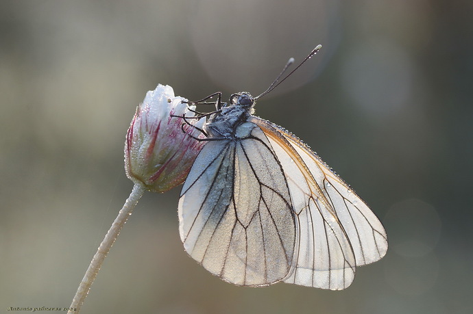 Aporia crataegi