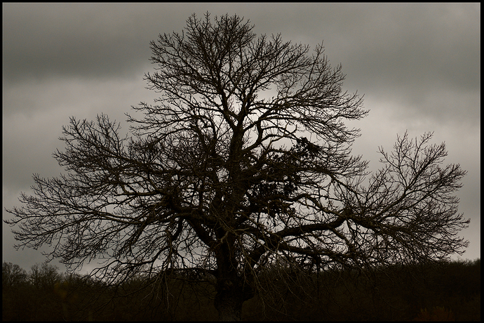 Árbol 2