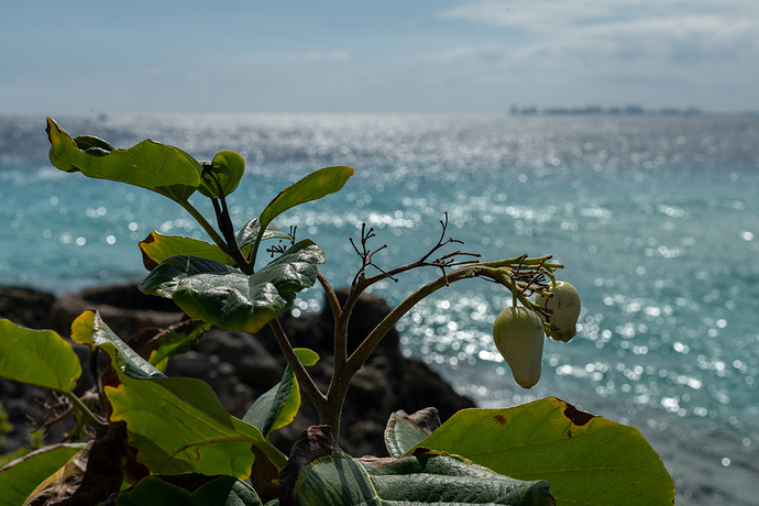 Cordia dodecandra 1 LG QRoo 01_26