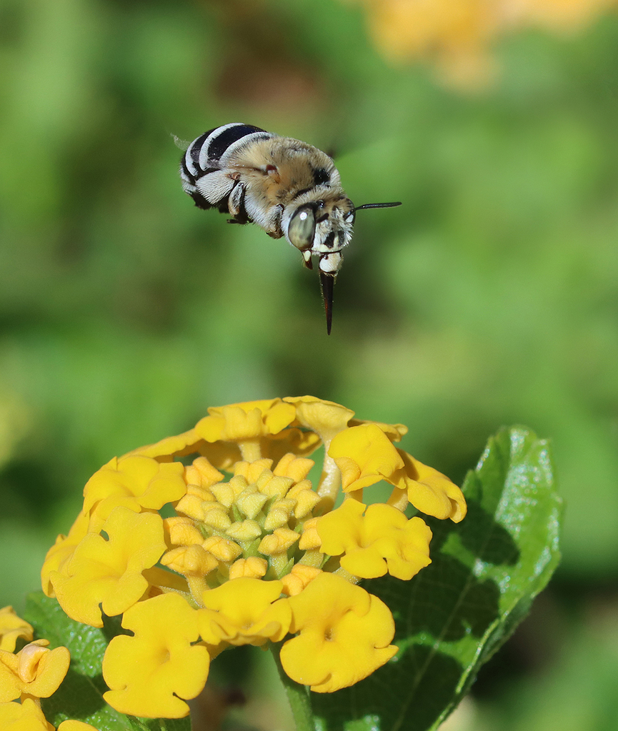 “Amegilla Quadrifasciata” IV