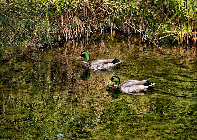 Verdes Empatados OD