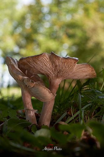 _DSC9225