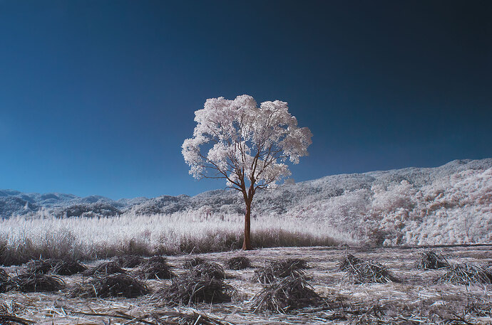 Solitario