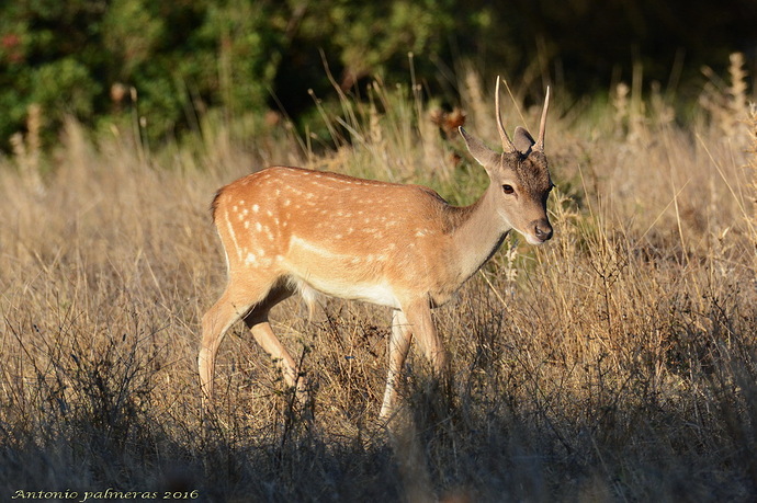 Gamo