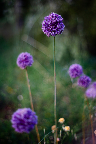 Allium caeruleum