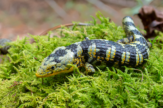 Abronia taeniata 3 LG Tam 04_22