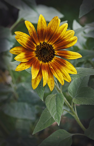 -mini-girasol