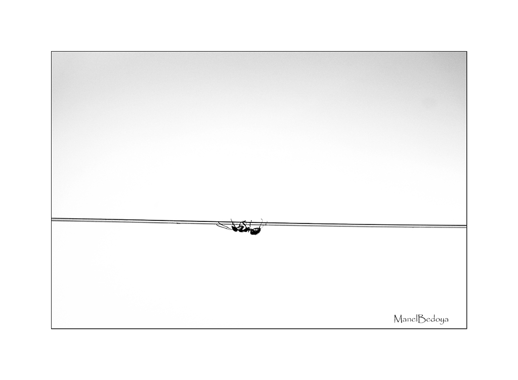 Equilibrista