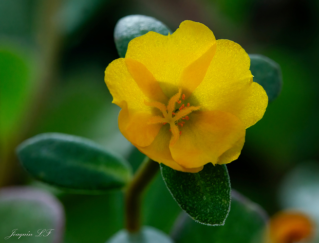 Flor-de-invernadero3