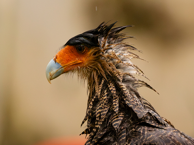 Caracara plancus 5 LG Br 05_25