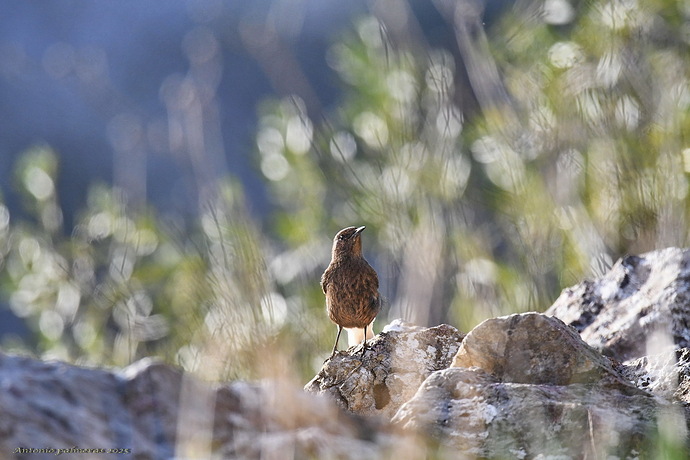 Collalba negra (Oenanthe leucura )