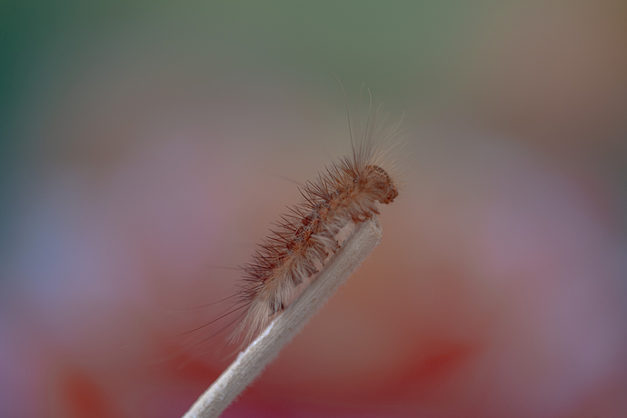 _DSC5050
