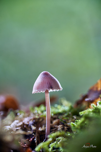 _DSC2033