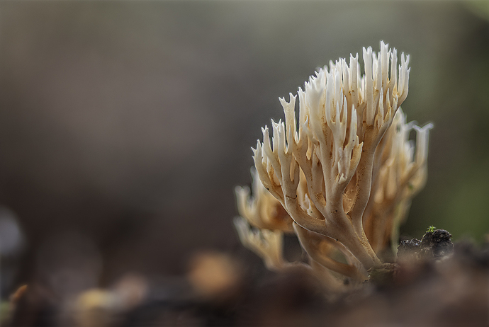Ramaria sp.