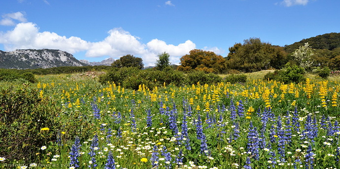 Primaveral