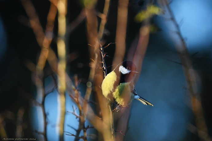 Carbonero común Parus major
