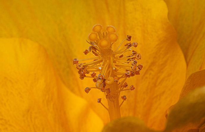 Hibisco Amarillo