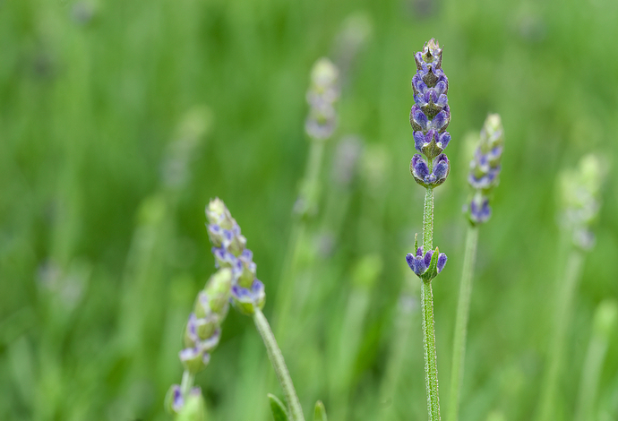 Lavandula