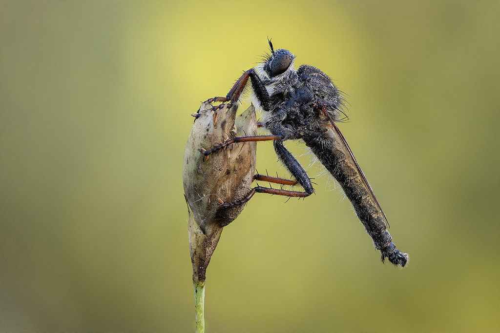 Neomochtherus sp