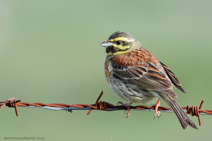 Escribano soteño (Emberiza cirlus)