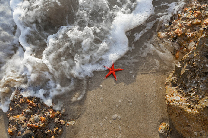 Orilla con estrella de mar apaisado reducida