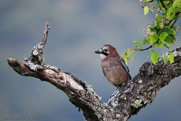 Arrendajo euroasiático Garrulus glandarius