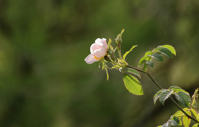 flor blanca sobre verde