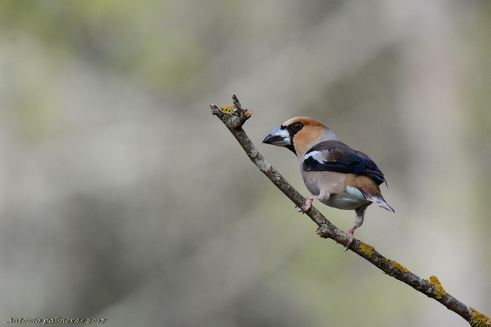 Picogordo (Coccothraustes coccothraustes)