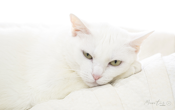 Mascota_Gata