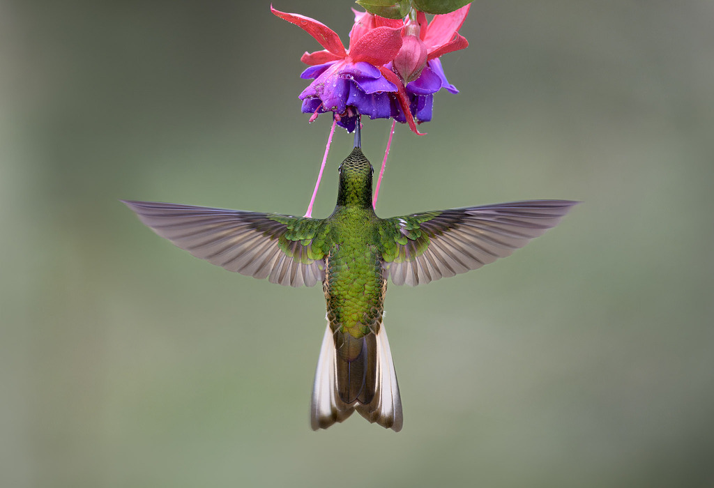 the holy hummingbird