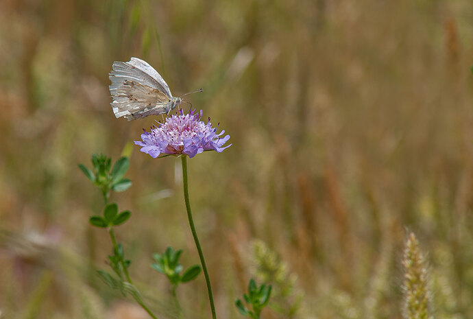 Mariposa-de-la-col1