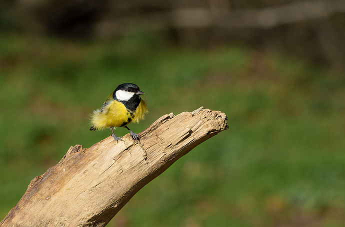 _1270306-ORF_DxO_DeepPRIME