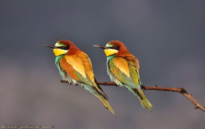 Abejaruco europeo (Merops apiaster)