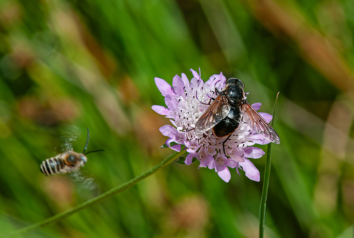 Cheilosia