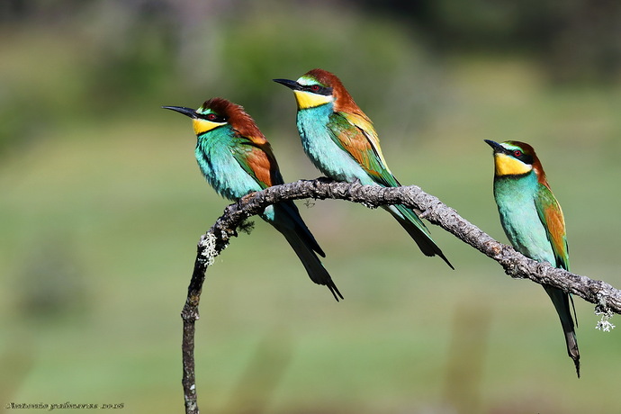 3 abejarucos