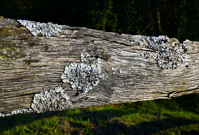 _DSC7013_redimensionar