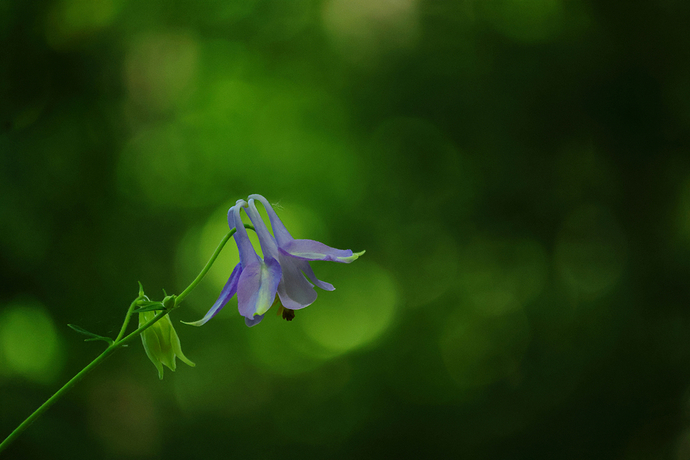 azul bokeh tamaño
