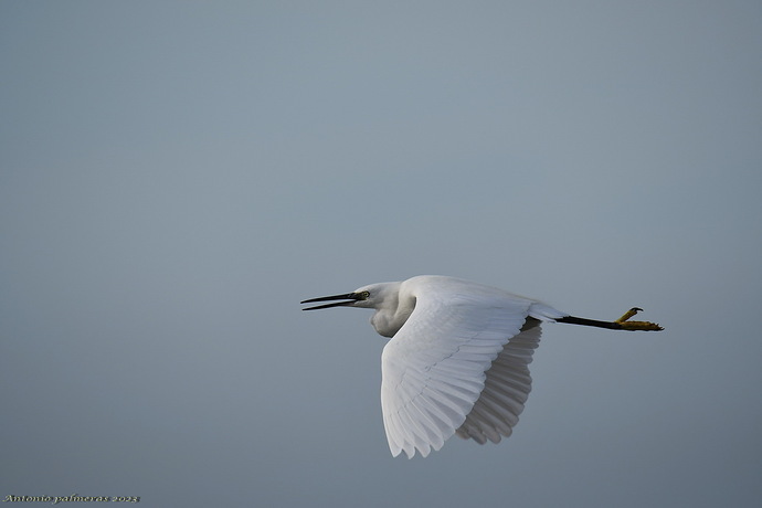 Garceta común ( Egretta garzetta )