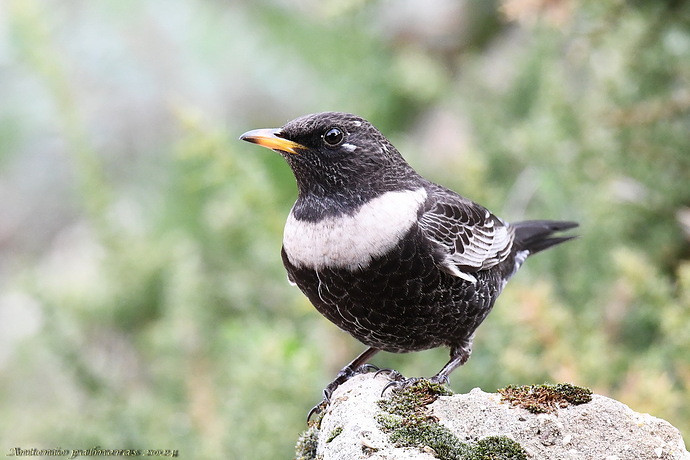 Mirlo capiblanco (Turdus torquatus)