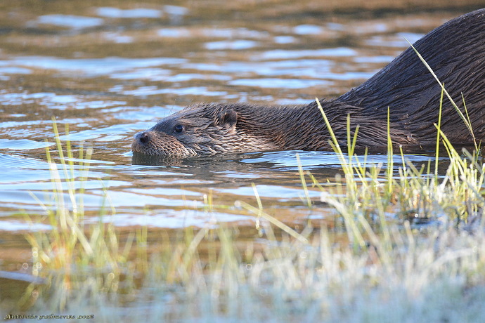 Nutria 2