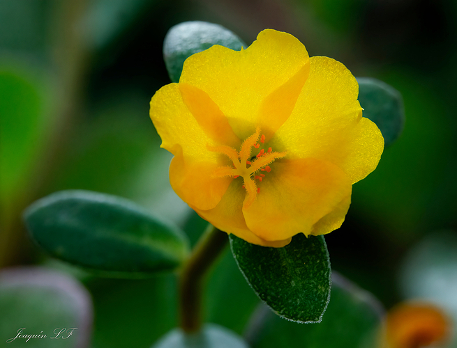 Amarilla